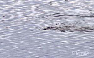 Delphin im Loch Eriboll
