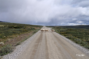querende Schafe