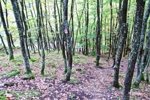 naturnahe Waldwege statt Forst- und Wirtschaftswege