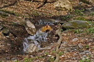 Bach am Wassererlebnispfad Hahnenbachtal